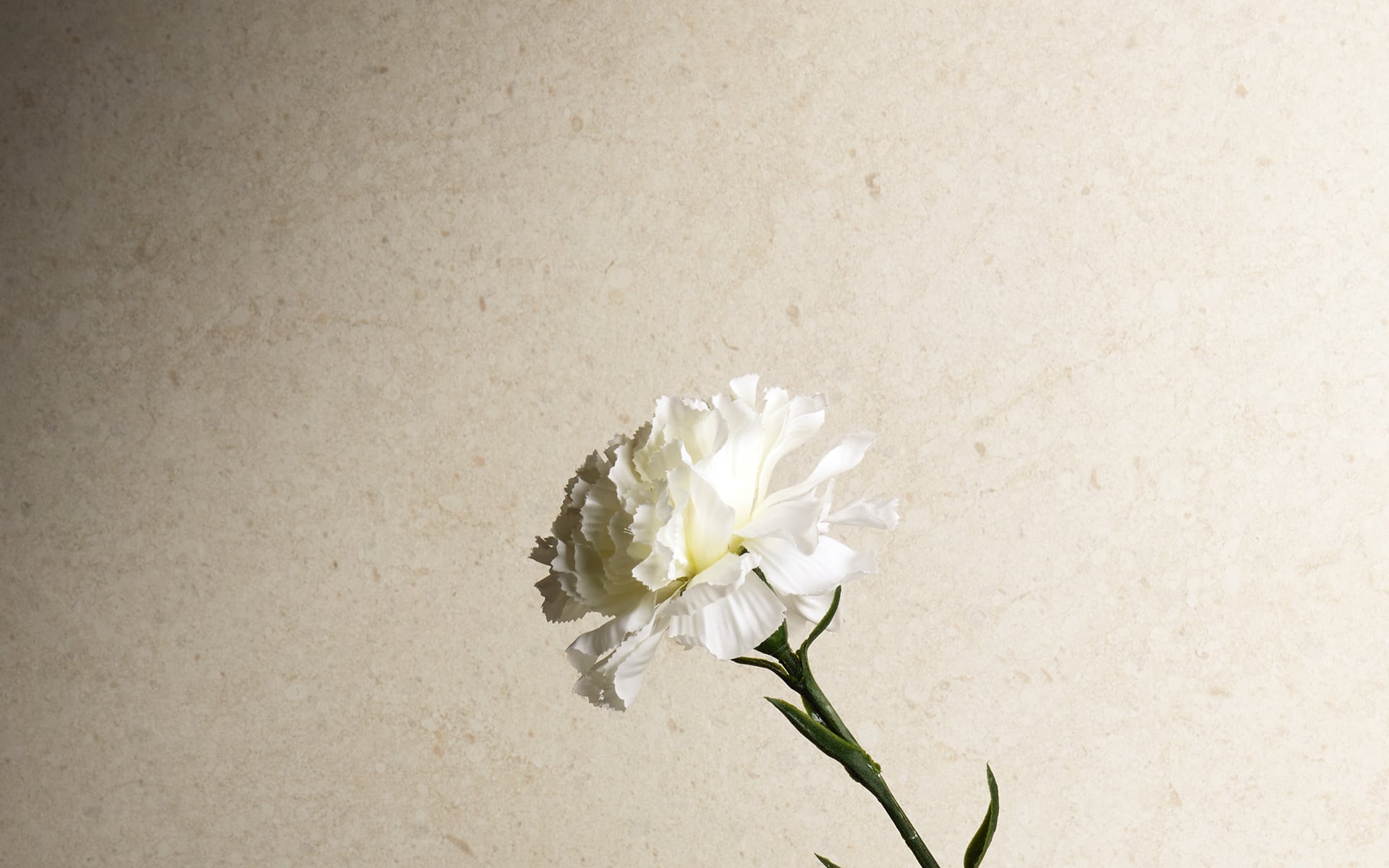 Iris---Victorian1020-PS-moon